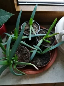 Aloe Vera Feng Shui Heilpflanze Pflanze Zimmerpflanze Heilmittel Gesicht Maske - Bild 1 von 12