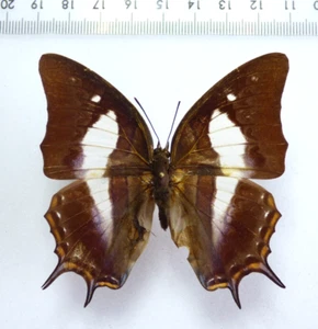 ENTOMOLOGIA, MOTYL: POLYURA SCHREI TISAMENUR ♀ MALEZJA - Zdjęcie 1 z 2
