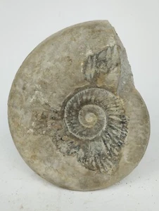 Ammonite Haugia  Variabilis en calcite France 119mm Toarcien Fossile Amonite - Picture 1 of 5