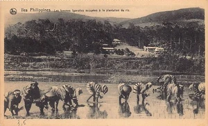 Filipinas - Mujeres Igorot ocupadas plantando arroz - Ed. Misiones de Scheut, Bélgica - Imagen 1 de 2