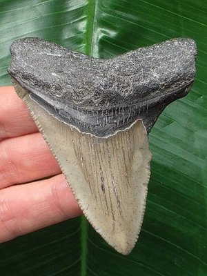 7,9 cm grauer Zahn des Megalodon - Hai Haizahn Fossil - Bild 1 von 4