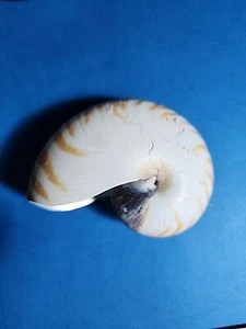 Vintage Australian Nautilus Sea Shell 8 cm x 7.5 cm (08) - Picture 1 of 5