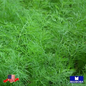 Dukat Dill 500 Seeds Non-GMO Heirloom BTGO 75% OFF - Picture 1 of 3