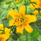 Garden State Bulb Asiatic Lily Yellow Bruse Flower Bulbs, 14/16cm, Spring