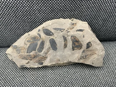 Rare Fossil Plant Leaf Specimen (Unidentified sp), Carboniferous - England, UK - Image 1 of 3