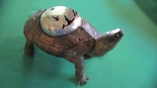 Antique Taxidermy Turtle - Victorian era - Incense Burner - Un-endangered - Rare