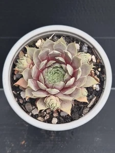 Miscellaneous Succulent ***((( Sempervivum Lavender Ice )))*** - Picture 1 of 3
