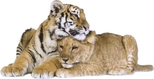 WANDTATTOO Tiger und Löwe Afrika wildes Tier Katzen Vinyl Aufkleber Sticker - Bild 1 von 3