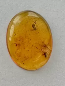 Ein schöner burmitischer burmesischer Bernsteincabochon mit exquisiten Insekteneinschlüssen - Bild 1 von 9