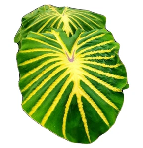 Colocasia Jade Magma esculenta especie Nuevo HB oreja de elefante libre Phyto Cert - Imagen 1 de 9