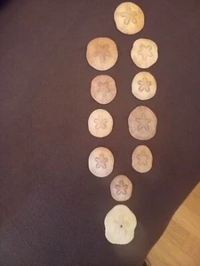 Sanddollar, Seeigel - große Meermuschel - Bild 1 von 7