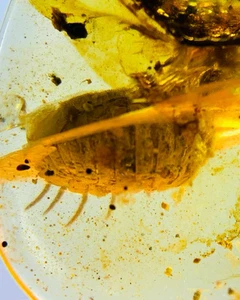 Cretaceous Fossil Burmese amber burmite unknown insect amber Fossil Myanmar - Picture 1 of 5