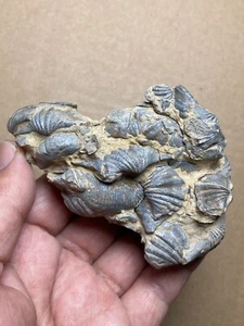 164g nice Devonian period brachiopod Spirifer specimen Geologic rock - Picture 1 of 24