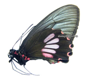 Mariposa/Papilionidae sin montar - Parides neophilus anaximenes, MUJER, Perú - Imagen 1 de 1
