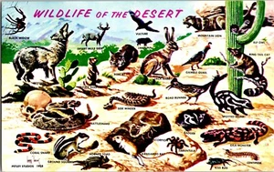 Postal Vida Silvestre del Desierto Vida Silvestre en Arañas Serpientes del Desierto del Suroeste - Imagen 1 de 2