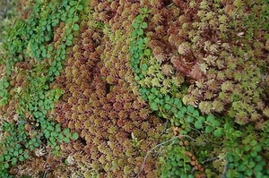 RED SPHAGNUM MOSS FRESH 3 ONE-GALLON BAGS 15 LBS FOR TERRARIUM BOG GARDEN - Picture 1 of 6