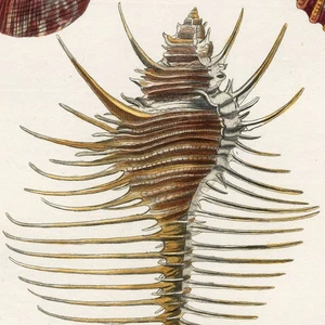 Selten! 1757 KNORR Handkolorierter Kupferstich, VENUSKAMMSCHALE (MUREX TENUISPINA) - Bild 1 von 8