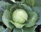 1,000+ Cabbage Seeds- Copenhagen Market-  For 2021   $1.69 Max. Shipping.order