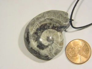 BUTW Marruecos Ammonita Nautiloide Collar Colgante Fósil 1613C - Imagen 1 de 1