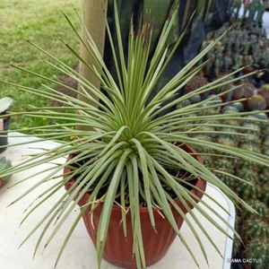 A7431 AGAVE STRICTA NANA olla 20 cm H 21 cm W 35 cm MaMa Cactus - Imagen 1 de 4