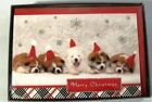 Christmas Boxed Cards PUPPY 5 Photograph Dogs with Santa Hats 16 pcs