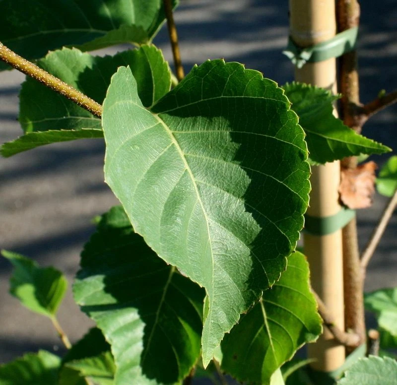 Lindenblättrige-Birke Betula maximowicziana 150 - 200 cm im Container - Bild 1 von 1