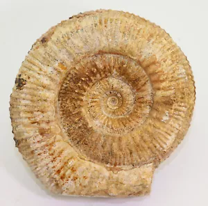 Ammonit, Stephanoceras sp., Jura, Bajoc, Sherborne Area, Dorset, UK -i518 - Bild 1 von 5