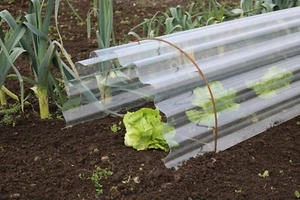 Pair of Garden Cloche Hoops Rusted Border Edging. Allotment. LARGE - Picture 1 of 6