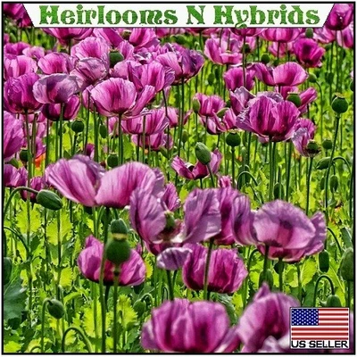 10,000 Stratified Organic Hungarian Papavaer Somniferum Poppy Seeds For Planting - Image 1 of 4