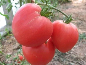 Tomato Sugar Bison Seeds big tomatoes organic non gmo seeds Ukraine 20 seeds D - Picture 1 of 3