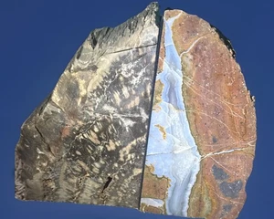 Buchstützen Buchstützen aus versteinertem Holz Paar 2 polierte fossile Naturkante - Bild 1 von 22