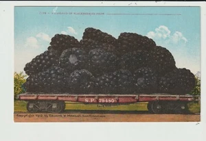 POSTCARD EXAGGERATED RAILROAD FLATCAR BLACKBERRIES - Picture 1 of 2