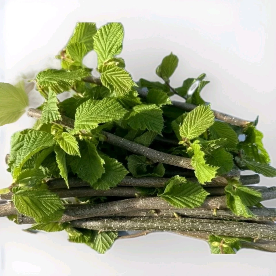 1kg  Knabberholz Haselnuss Zweige, Äste Nager,Pferde, Bio Qualität Getrocknet - Bild 1 von 1