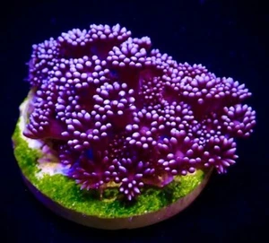 M.O.C. PURPLE/BLUE SHIMMER GONIOPORA FRAG 20+ POLYPS - LPS/ FRAG/CORAL/MARINE - Picture 1 of 1