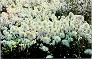 Postkarte Alaska Baumwollgras Eriophorum - Bild 1 von 2