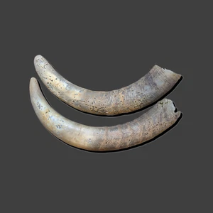 Authentic Pair of Goat Horns - 11 Inches Long, Unique Decor - Picture 1 of 5