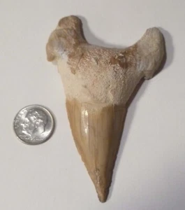 A+ Fósil Otodus Diente de Tiburón Era Megalodon 3.4” u 85 mm - Imagen 1 de 3