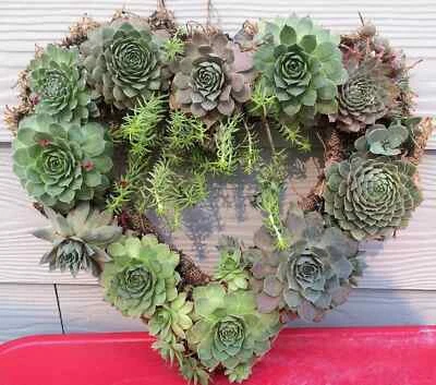Succulent Wreath - Heart Shaped Romantic Anniversary Gift Live Hens & Chicks 13" - Image 1 of 4