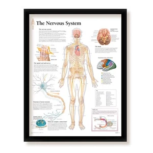 The Nervous System Framed Medical Educational Poster, 22x28 Wall Diagram - Imagen 1 de 6