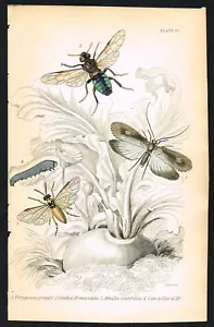 Caddisfly, Sawfly & Caterpillar – 1840 Hand-Colored Insect Print (Plate 30) - Picture 1 of 7