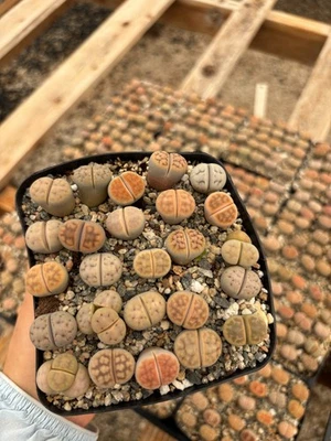 Lithops Succulents Living Stones – 1/3/5/10/25, Bare Root or Potted - Image 1 of 4