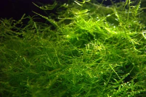 Java Moss Live Aquarium Moss Aquatic Plants Tropical Fish Tank - Picture 1 of 1