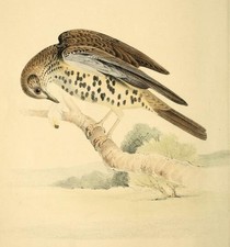 Coloured illustrations of British birds and their eggs read on USB Stick on a PC