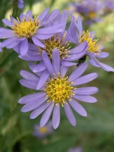 2 rhizomes Aster tataricus Tatarian Aster purple perennial Asteraceae family - Picture 1 of 2