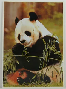 Washinton D.C. Zoo Panda Bear Postcard 1984 - Picture 1 of 3