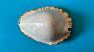 CYPRAEA ZOILA KETYANA HYPERMARGINATA SEASHELL GEM - 47MM - Picture 1 of 10