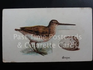 Single: ""Snipe"" - ""BIRDS & EGGS"" Harvey & Davy 1905 - Imagen 1 de 1