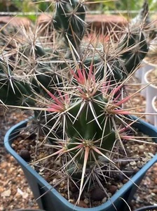 1PCS RareSucculent  Plant Tephrocactus Martialarts group fan 3-4heads - Picture 1 of 5