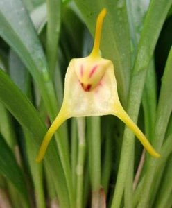 Blooming Size Orchid Species Masdevallia chasei - Picture 1 of 1