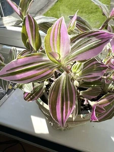 3 X Tradescantia Continental Pink Mini Sport Rooted Cuttings Or A Rooted Chunk - Picture 1 of 13